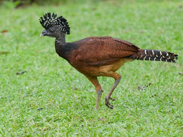 <h3><a href="/trips/costa-rica/biota/animalia/chordata/aves/006 galliformes/002 cracidae/crax rubra/crax rubra-nl.html">Crax&nbsp;rubra</a> / Great&nbsp;curassow / Bruine&nbsp;hokko</h3>OM-1 Mark II met OLYMPUS M.150-400mm F4.5, 1/640 sec  bij F4.5, ISO 4000, afstand 16.5&nbsp;m